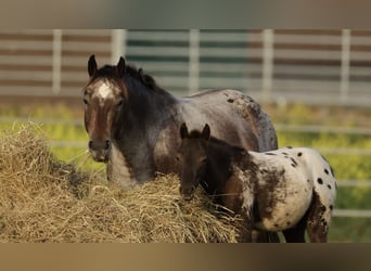 Pony de las Américas, Semental, Potro (05/2026), 120 cm, Atigrado/Moteado