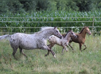 Pony de las Américas, Semental, Potro (04/2024), 130 cm, Atigrado/Moteado