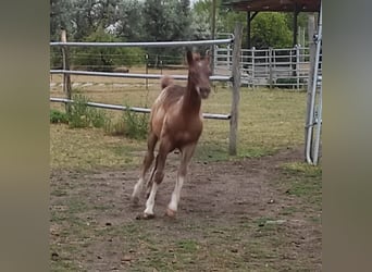 Pony de las Américas, Semental, Potro (03/2023), 145 cm, Alazán-tostado