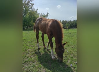 Pony de las Américas, Semental, Potro (03/2023), 145 cm, Alazán-tostado