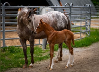 Pony de las Américas, Semental, Potro (05/2026), 145 cm, Alazán