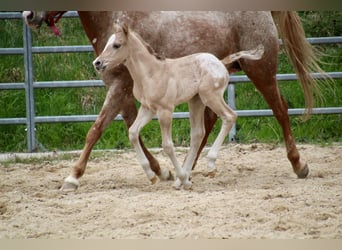 Pony de las Américas, Semental, Potro (01/2026), 145 cm, Red Dun/Cervuno
