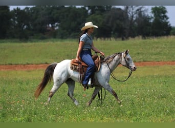 Pony de las Américas, Yegua, 10 años