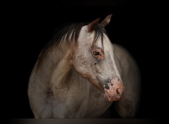Pony de las Américas, Yegua, 10 años