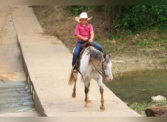 Pony de las Américas, Yegua, 10 años