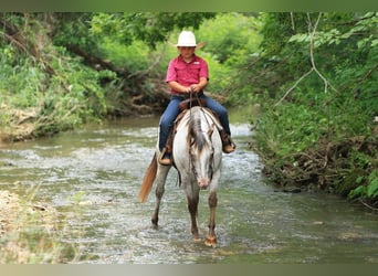 Pony de las Américas, Yegua, 10 años
