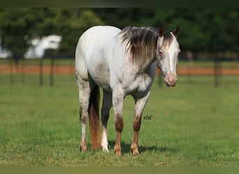 Pony de las Américas, Yegua, 10 años