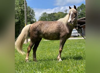 Pony de las Américas, Yegua, 11 años, 112 cm, White/Blanco