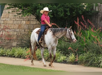Pony de las Américas, Yegua, 11 años