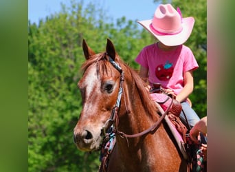 Pony de las Américas, Yegua, 12 años, 132 cm, Alazán-tostado