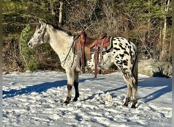 Pony de las Américas, Yegua, 12 años, 135 cm