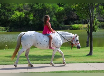 Pony de las Américas, Yegua, 14 años