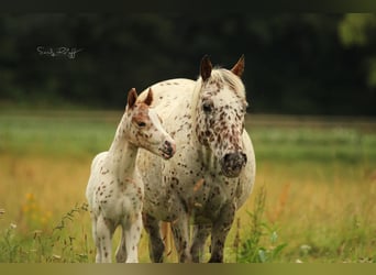 Pony de las Américas, Yegua, 20 años, 135 cm, Atigrado/Moteado