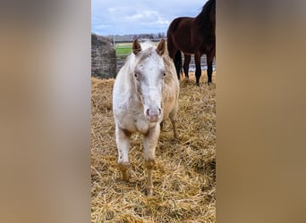 Pony de las Américas, Yegua, 2 años, 140 cm, Cremello