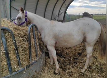 Pony de las Américas, Yegua, 2 años, 140 cm, Cremello