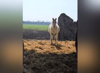 Pony de las Américas, Yegua, 2 años, 140 cm, Tordo ruano