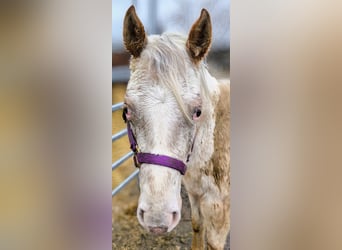 Pony de las Américas, Yegua, 2 años, 140 cm, Tordo ruano