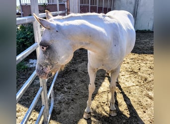 Pony de las Américas, Yegua, 2 años, 140 cm, Tordo ruano