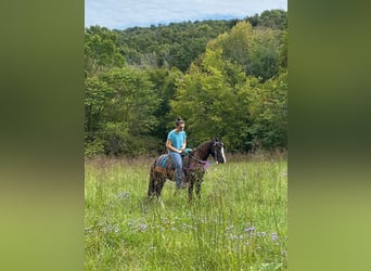 Pony de las Américas, Yegua, 3 años, 132 cm, Negro