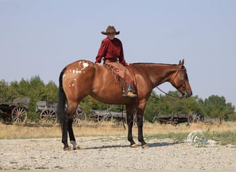 Pony de las Américas, Yegua, 3 años, 145 cm, Bayo