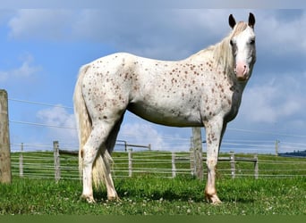 Pony de las Américas, Yegua, 4 años, 140 cm