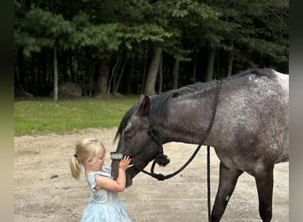 Pony de las Américas, Yegua, 4 años, 140 cm, Negro