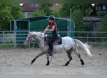 Pony de las Américas, Yegua, 4 años, 142 cm, Atigrado/Moteado