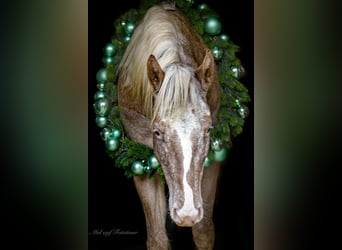 Pony de las Américas, Yegua, 4 años, 142 cm, Atigrado/Moteado
