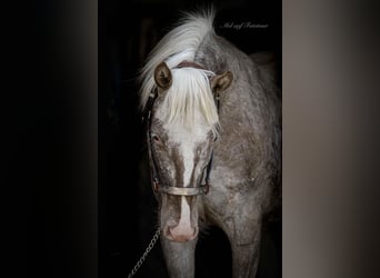 Pony de las Américas, Yegua, 4 años, 142 cm, Atigrado/Moteado