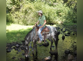 Pony de las Américas, Yegua, 5 años, 140 cm, Negro