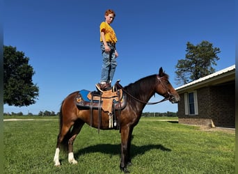 Pony de las Américas, Yegua, 6 años, 127 cm, Castaño rojizo