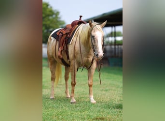 Pony de las Américas, Yegua, 6 años, 142 cm, Palomino