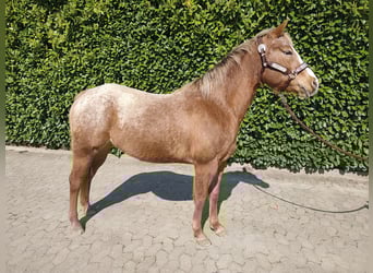 Pony de las Américas, Yegua, 6 años, 147 cm