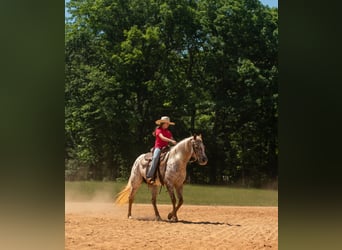 Pony de las Américas, Yegua, 6 años, Alazán-tostado