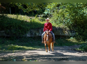 Pony de las Américas, Yegua, 7 años, 142 cm, Alazán rojizo