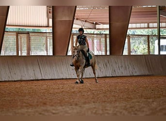 Pony de las Américas, Yegua, 7 años, 142 cm, Palomino