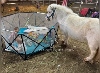 Pony de las Américas, Yegua, 7 años, 99 cm, White/Blanco