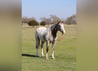 Pony de las Américas, Yegua, 8 años, 145 cm, Alazán-tostado