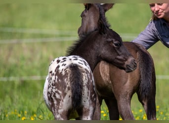 Pony de las Américas, Yegua, Potro (04/2024), 140 cm, Negro