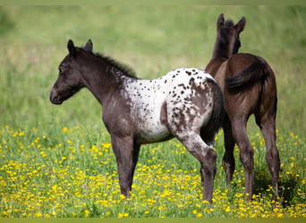 Pony de las Américas, Yegua, Potro (04/2024), 140 cm, Negro