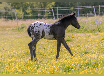 Pony de las Américas, Yegua, Potro (04/2024), 140 cm, Negro