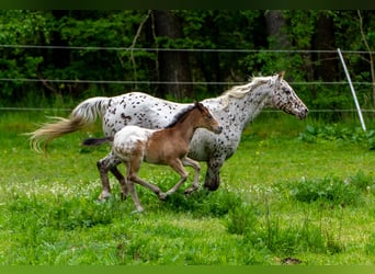 Pony de las Américas, Yegua, Potro (04/2023), 140 cm