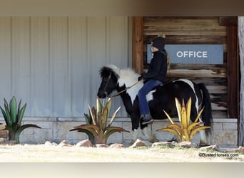 Pony delle Americhe, Castrone, 10 Anni, 112 cm, Tobiano-tutti i colori