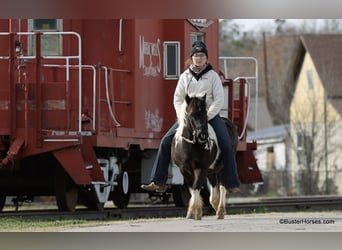 Pony delle Americhe, Castrone, 10 Anni, 112 cm, Tobiano-tutti i colori