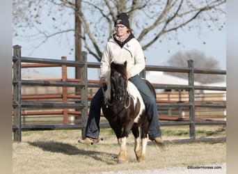 Pony delle Americhe, Castrone, 10 Anni, 112 cm, Tobiano-tutti i colori