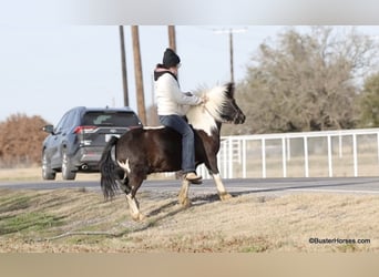 Pony delle Americhe, Castrone, 10 Anni, 112 cm, Tobiano-tutti i colori