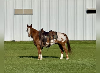 Pony delle Americhe, Castrone, 10 Anni, 142 cm, Sauro ciliegia