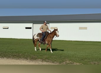 Pony delle Americhe, Castrone, 10 Anni, 142 cm, Sauro ciliegia