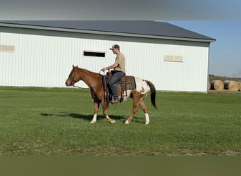 Pony delle Americhe, Castrone, 10 Anni, 142 cm, Sauro ciliegia