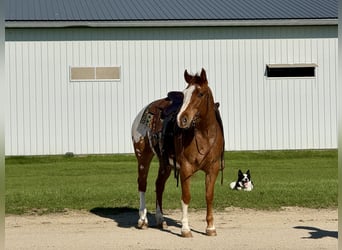 Pony delle Americhe, Castrone, 10 Anni, 142 cm, Sauro ciliegia